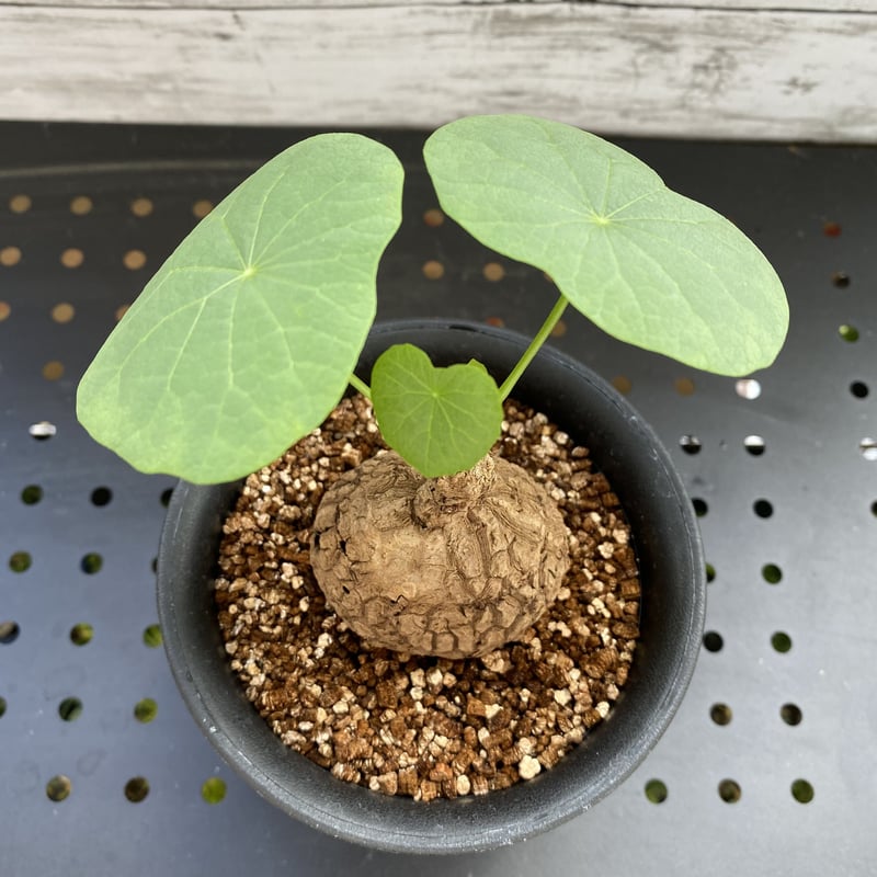 ステファニア スペローサ | PLARE