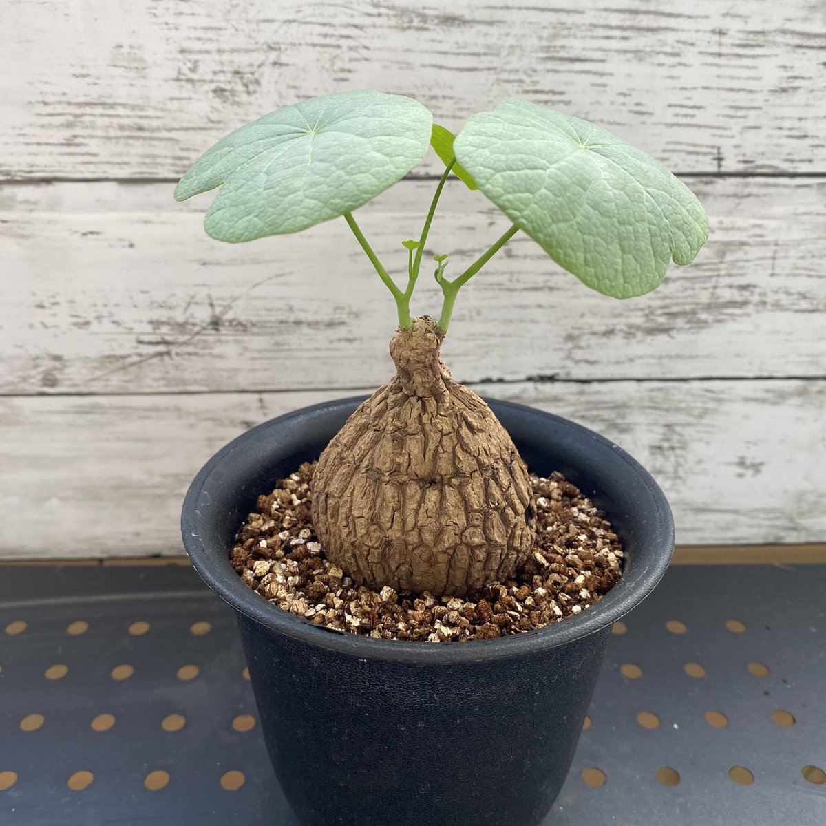 ステファニア スペローサ | PLARE