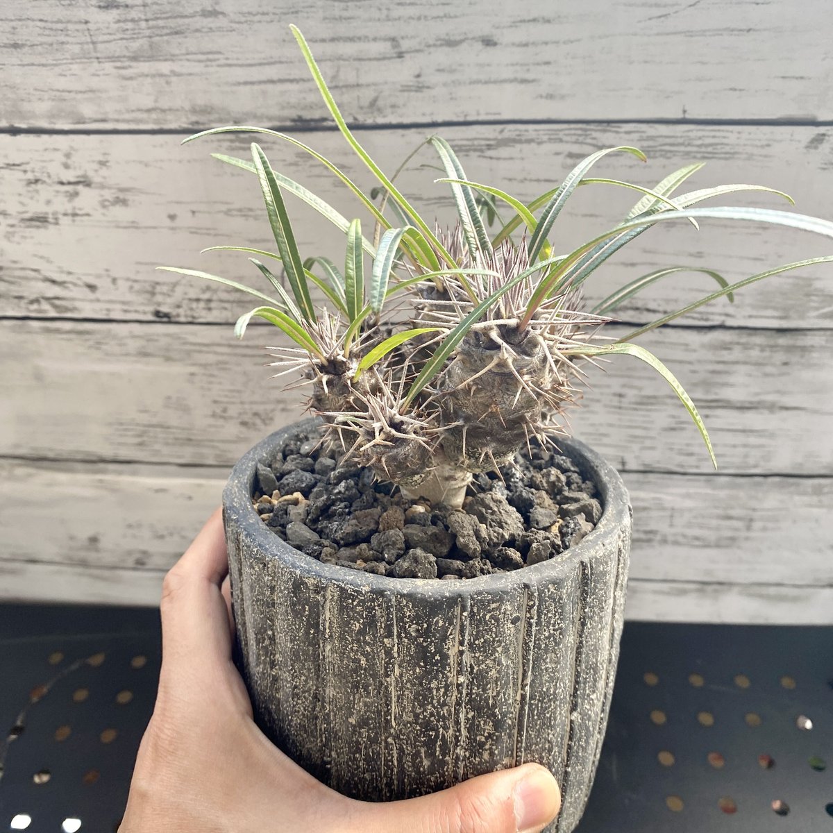 パキポディウム ゲアイー (鉢入り) | PLARE