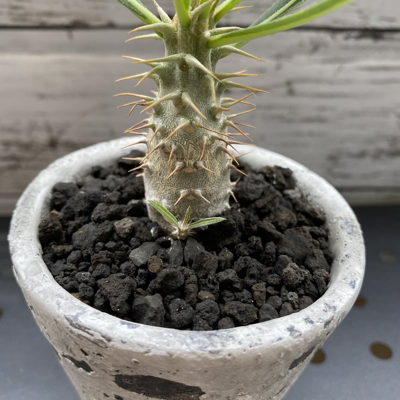 カクチペス　多頭　レアなコネクト鉢付き　パキポディウム カクチペス 多頭 レアなコネクト鉢付き パキポディウム