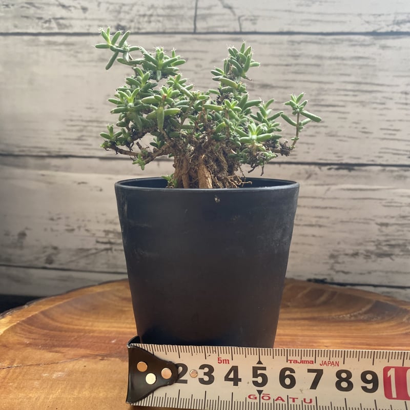 トリコディアデマ ステラツム (紅小松) 宙来宝 多肉植物 | PLARE