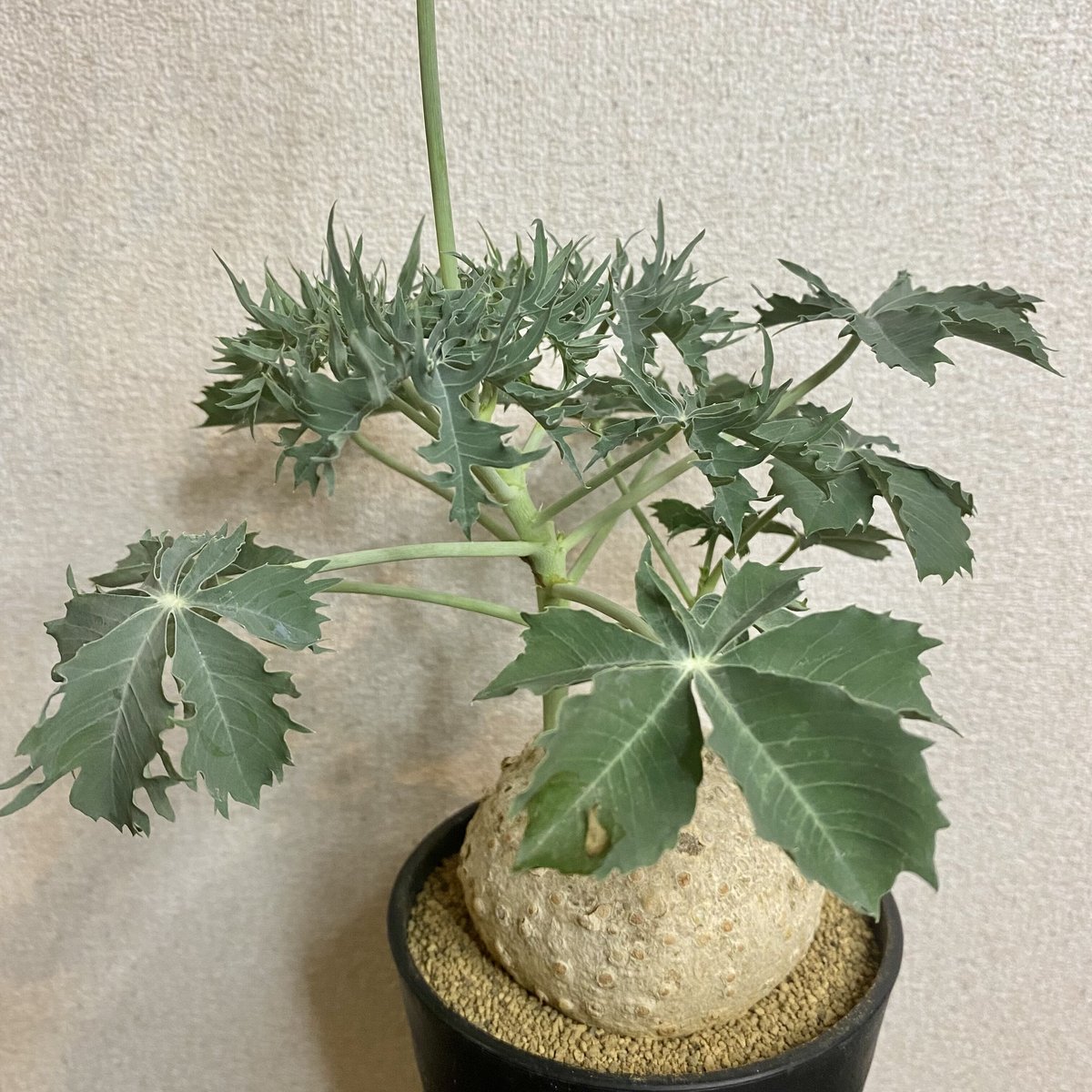 ヤトロファ・ベルランディエリ・錦珊瑚 ヤトロファ・ベルランディエリ・錦珊瑚 多肉植物：ヤトロファ