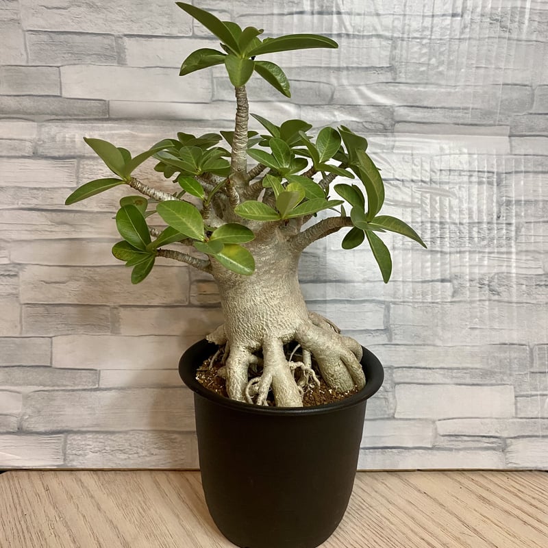 【貴重】【実生株】アデニウム・ソコトラナム　砂漠の薔薇 実生9年目】アデニウム・ソコトラナム〜砂漠の薔薇〜