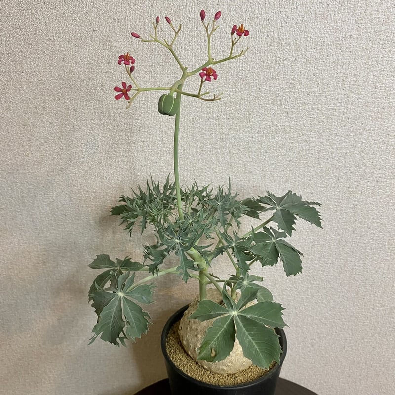 錦珊瑚 ヤトロファ ベルランディエリ | PLARE