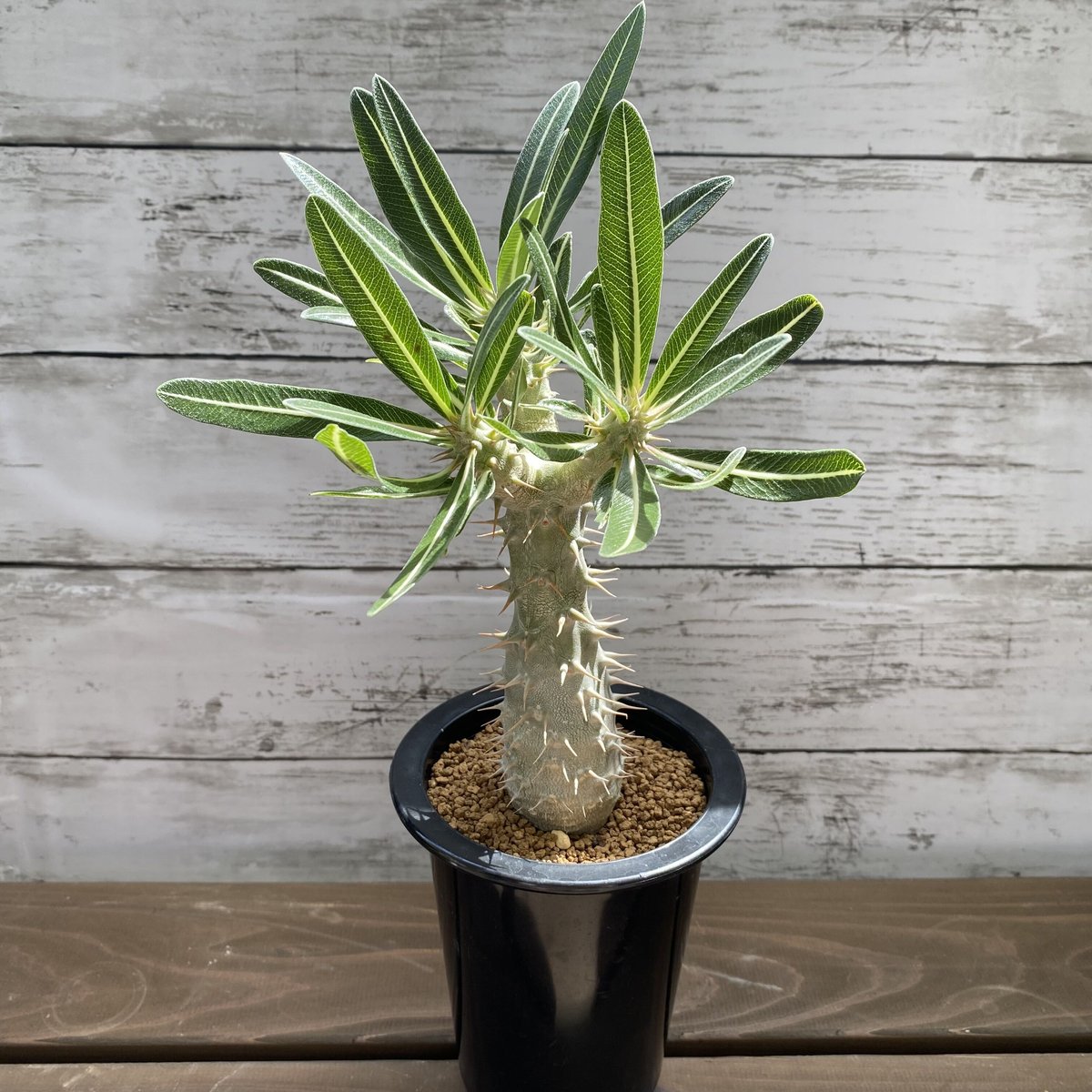 パキポディウム ロスラツム ロスラーツム 象牙宮◆鉢ごと パキポディウム ロスラツム ロスラーツム 象牙宮◇鉢ごと 種子