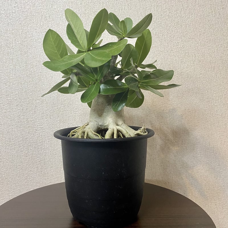 アデニウム (砂漠のバラ) | PLARE