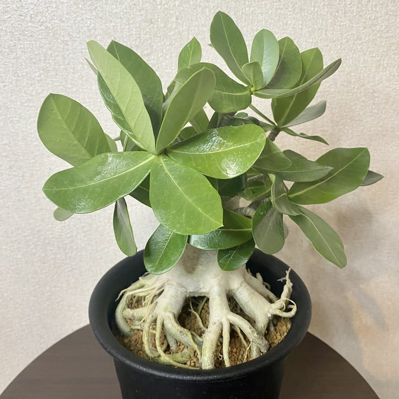 【貴重】【実生株】アデニウム・ソコトラナム　砂漠の薔薇 貴重】【実生株】アデニウム・ソコトラナム 砂漠の薔薇