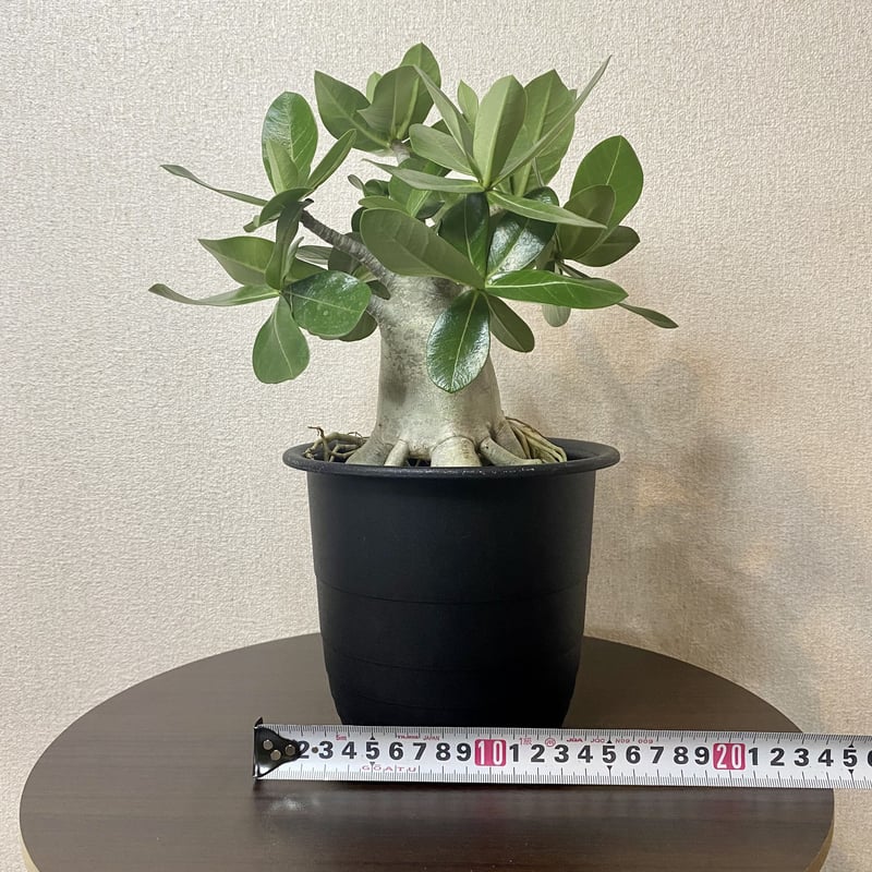 【貴重】【実生株】アデニウム・ソコトラナム　砂漠の薔薇 満開の沙漠のバラ。タイ産の花木ではない野生型です。そのままで