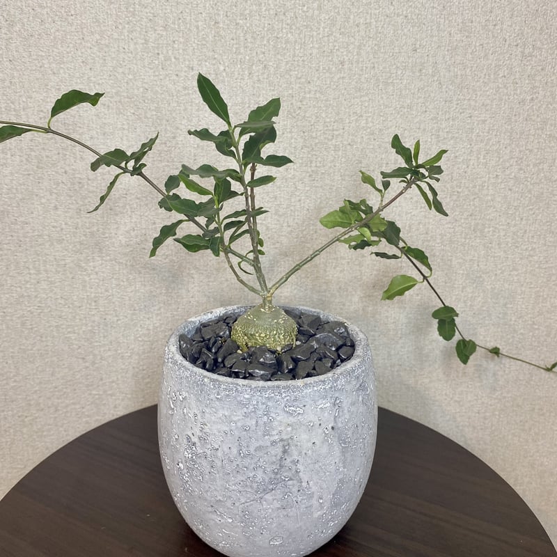 フォッケア (火星人) 鉢入り 塊根植物 コーデックス | PLARE