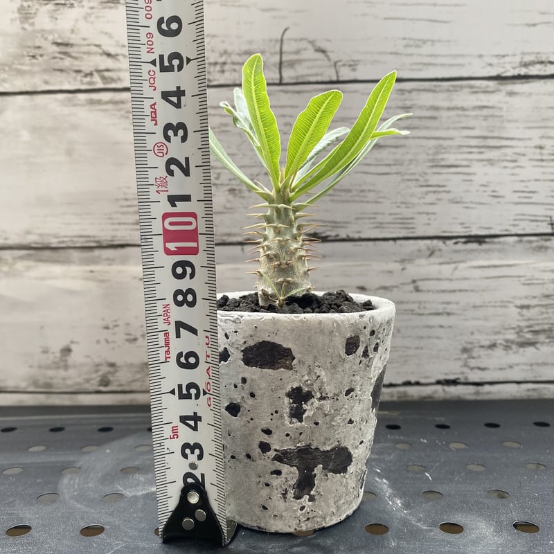 パキポディウム カクチペス | PLARE