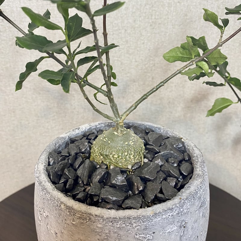 フォッケア (火星人) 鉢入り 塊根植物 コーデックス | PLARE