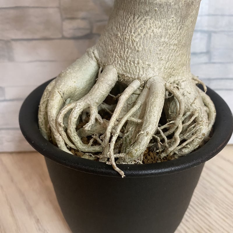 【貴重】【実生株】アデニウム・ソコトラナム　砂漠の薔薇 満開の沙漠のバラ。タイ産の花木ではない野生型です。そのままで