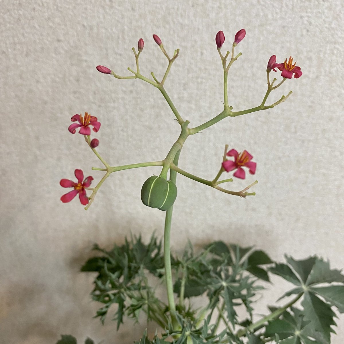 ヤトロファ・ベルランディエリ・錦珊瑚 ヤトロファ ベルランディエリ 錦珊瑚 | mana's farm:塊根植物・アガベ