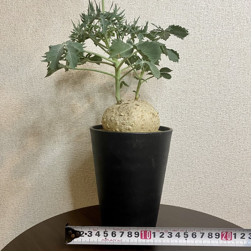 錦珊瑚 ヤトロファ ベルランディエリ | PLARE