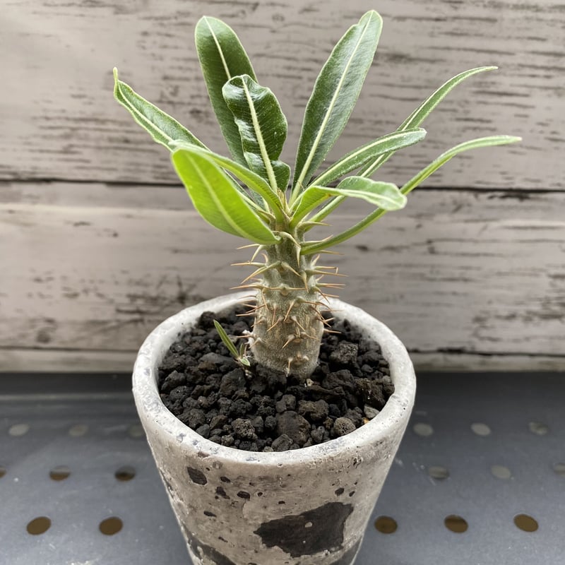 パキポディウム カクチペス | PLARE