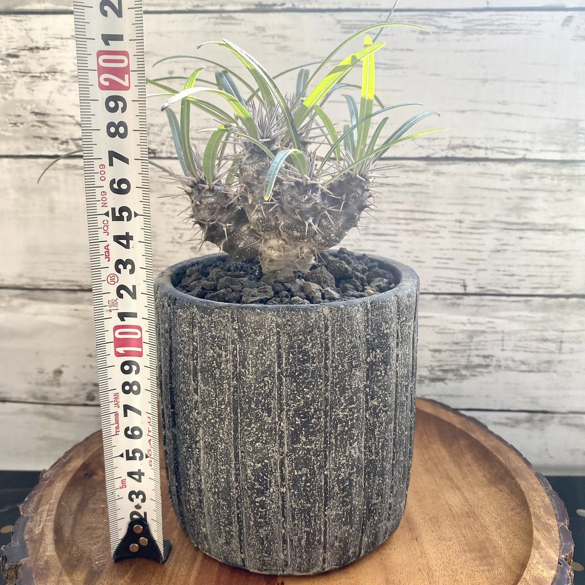 パキポディウム ゲアイー (鉢入り) | PLARE