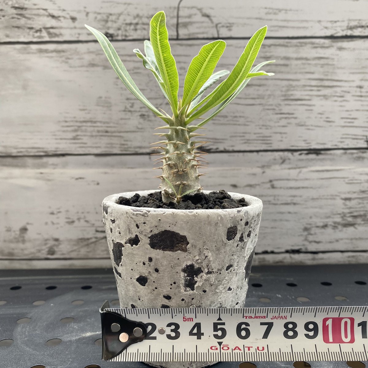 パキポディウム　カクチペス パキポディウム カクチペス | GREEN LUCK