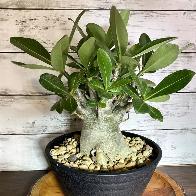 見た目最高☆ アデニウム (砂漠のバラ) 塊根植物 | PLARE 見た目最高☆ アデニウム (砂漠のバラ) 塊根植物 | PLARE