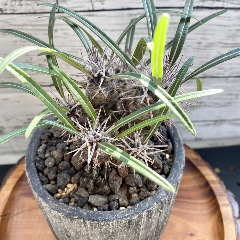 パキポディウム ゲアイー (鉢入り) | PLARE