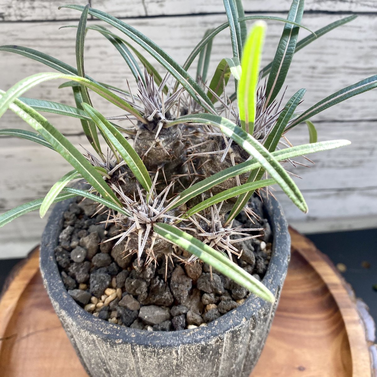 巨大　縁先手水鉢　立鉢　つくばい　夏目 立手水鉢③ 天然石　国産 巨大縁先手水鉢立鉢つくばい夏目 立手水鉢③ 天然石国産