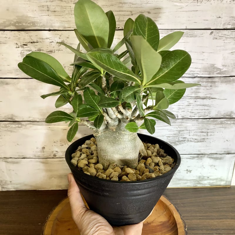 見た目最高☆ アデニウム (砂漠のバラ) 塊根植物 | PLARE