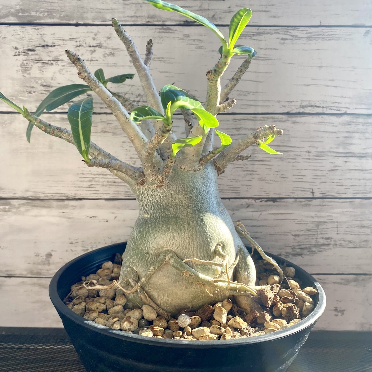 塊根植物（コーデックス） アデニウム(砂漠の薔薇) 希少‼️アナコンダ