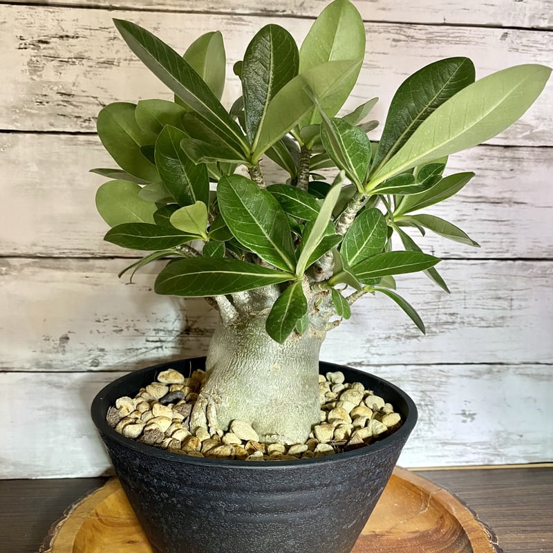 見た目最高☆ アデニウム (砂漠のバラ) 塊根植物 | PLARE