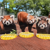 FUKUOKA ZOO RED PANDAS　アクリルスタンド