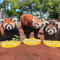 FUKUOKA ZOO RED PANDAS　アクリルスタンド