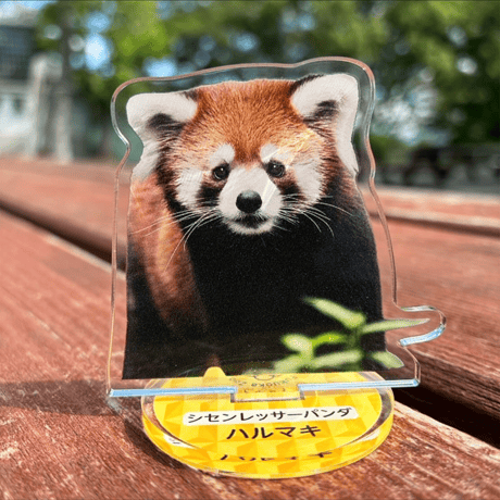 FUKUOKA ZOO RED PANDAS　アクリルスタンド