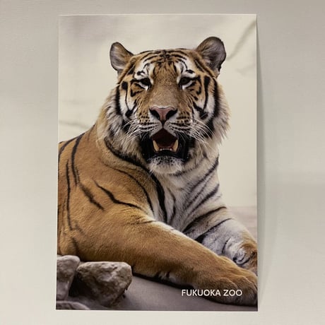 【全８種】福岡市動物園　オリジナルポストカード