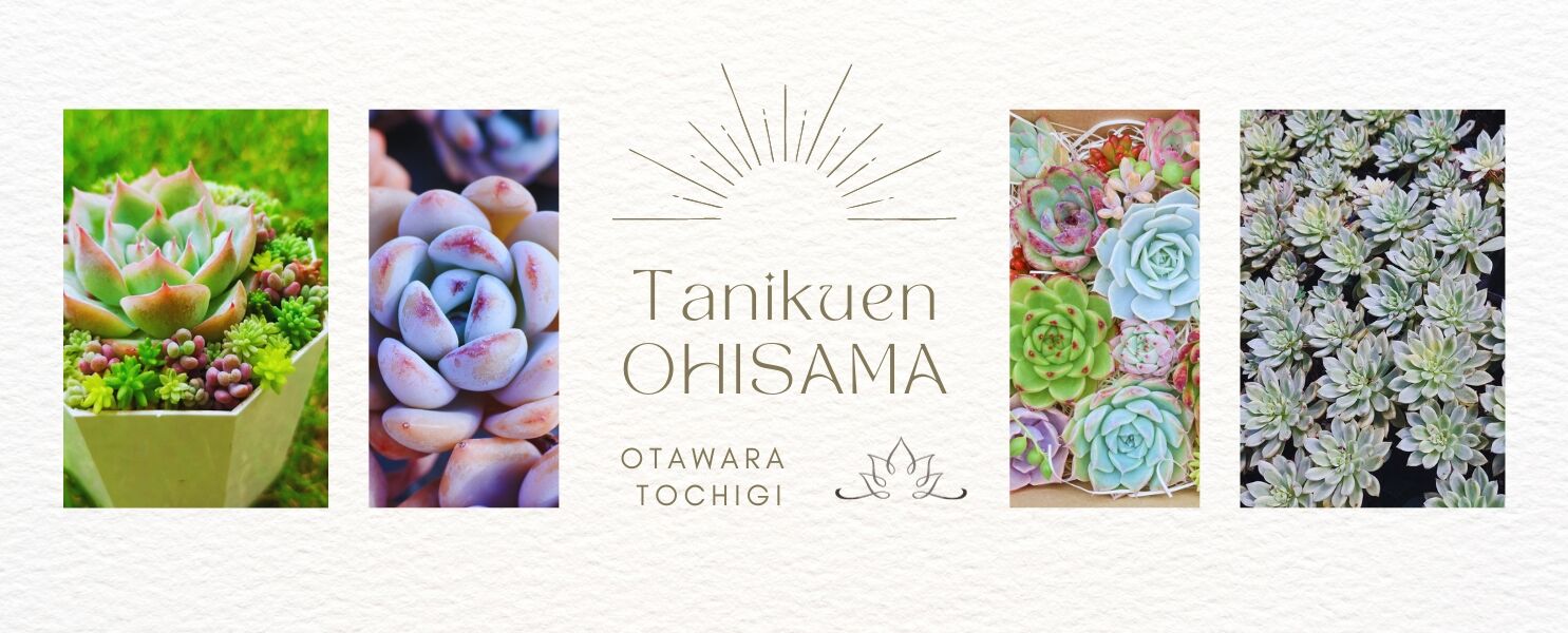 多肉園おひさま