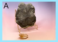 【招富太陽鉄盤と黄金の従者】クリスタルセット（パイライトサン・コンゴ産シトリン）