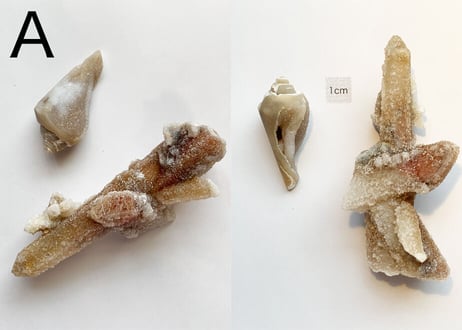【くつろぐオーラに煌めく渦巻き】クリスタル2個セット（渦巻き結晶化した貝＆ドゥルージークォーツ）
