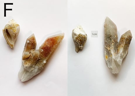 【くつろぐオーラに煌めく渦巻き】クリスタル2個セット（渦巻き結晶化した貝＆ドゥルージークォーツ）