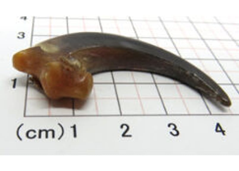 イーグルの爪 No.867 5.0cm 現品 | Beads NAPI