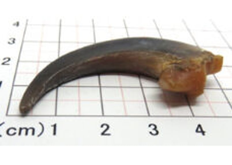 イーグルの爪 No.867 5.0cm 現品 | Beads NAPI