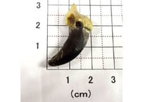 オオカミの爪　　No.475 　　　3cm　現品