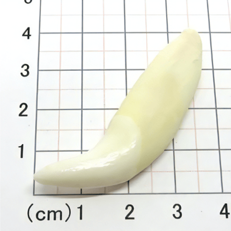 熊の牙　8cm 熊の牙 | STORES