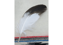イーグルの羽根　No.897　　　現品　17cm