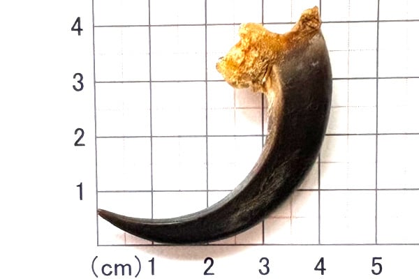 イーグルの爪 No.8846 5.4cm 現品 | Beads NAPI