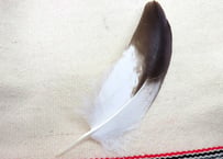 イーグルの羽根　No.5704　　現品　19cm