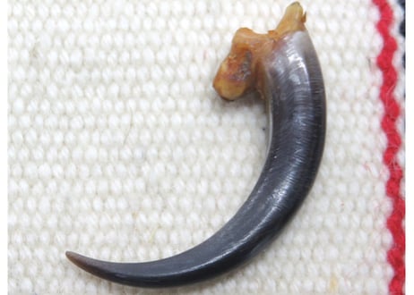 イーグルの爪　　No.8531  　　　5.1cm　現品