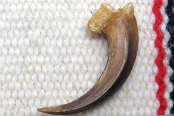 レア】イーグルクロウ 鷲鷹 剥製 爪 猛禽 レア】イーグルクロウ 鷲鷹