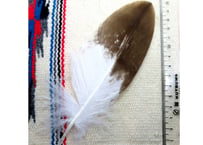 イーグルの羽根　No.8537　　　現品　18cm