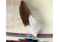 イーグルの爪 No.8530 4.1cm 現品 | Beads NAPI