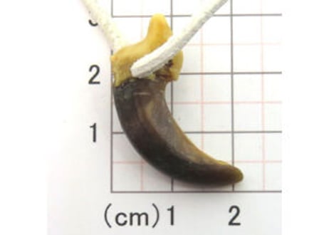 オオカミの爪　　No.934 　　　3.1cm　現品