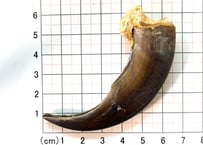 グリズリーの爪　No.1315 　　　現品　7.9cm