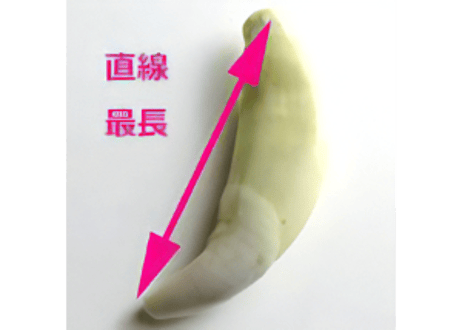 コヨーテの牙　　No.8563 　　　3.8cm　現品