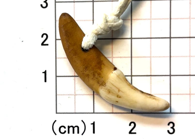 コヨーテの牙 No.8563 3.8cm 現品 | Beads NAPI